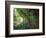 The Fern Grotto, Kauai, Hawaii, USA-Charles Sleicher-Framed Photographic Print