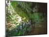 The Fern Grotto, Kauai, Hawaii, USA-Charles Sleicher-Mounted Photographic Print