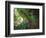 The Fern Grotto, Kauai, Hawaii, USA-Charles Sleicher-Framed Photographic Print