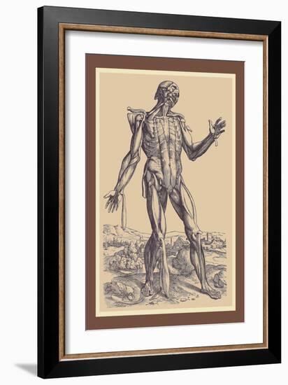 The Fifth Plate of the Muscles-Andreas Vesalius-Framed Art Print