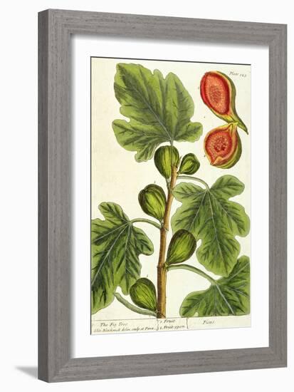 The Fig Tree, Plate 125 from 'A Curious Herbal', published 1782-Elizabeth Blackwell-Framed Giclee Print