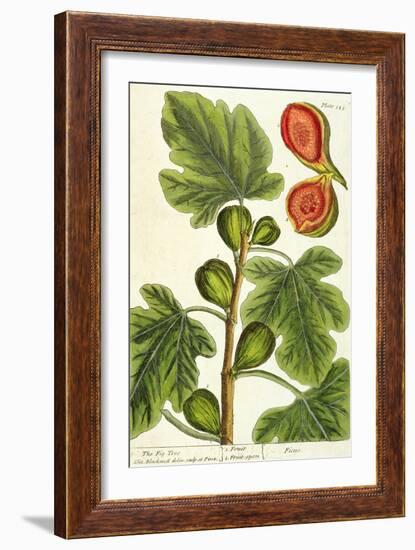 The Fig Tree, Plate 125 from 'A Curious Herbal', published 1782-Elizabeth Blackwell-Framed Giclee Print