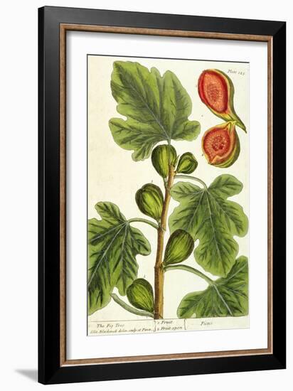 The Fig Tree, Plate 125 from 'A Curious Herbal', published 1782-Elizabeth Blackwell-Framed Giclee Print