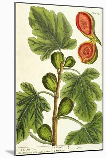 The Fig Tree, Plate 125 from 'A Curious Herbal', published 1782-Elizabeth Blackwell-Mounted Giclee Print