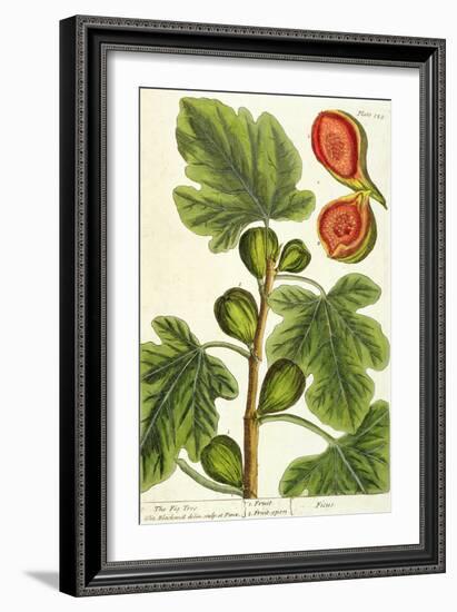 The Fig Tree, Plate 125 from 'A Curious Herbal', published 1782-Elizabeth Blackwell-Framed Giclee Print