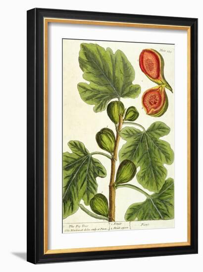 The Fig Tree, Plate 125 from 'A Curious Herbal', published 1782-Elizabeth Blackwell-Framed Giclee Print