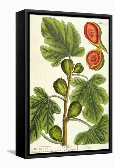 The Fig Tree, Plate 125 from 'A Curious Herbal', published 1782-Elizabeth Blackwell-Framed Premier Image Canvas