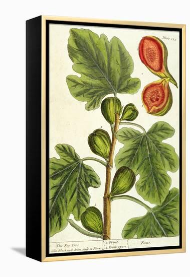 The Fig Tree, Plate 125 from 'A Curious Herbal', published 1782-Elizabeth Blackwell-Framed Premier Image Canvas