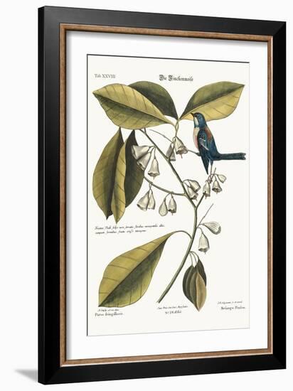 The Finch-Creeper, 1749-73-Mark Catesby-Framed Giclee Print