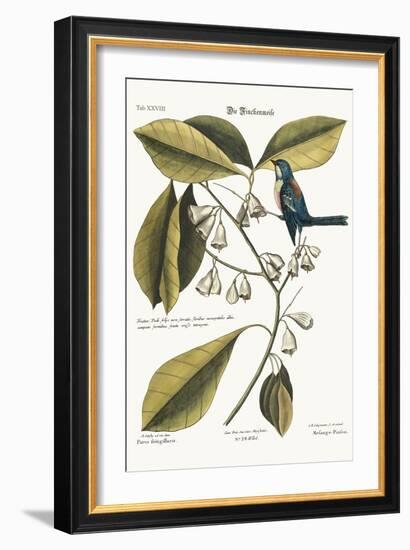 The Finch-Creeper, 1749-73-Mark Catesby-Framed Giclee Print