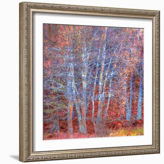 The Fire Forest-Doug Chinnery-Framed Photographic Print