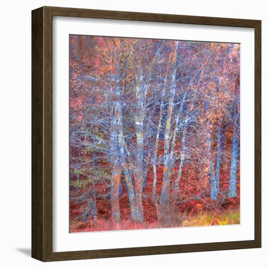 The Fire Forest-Doug Chinnery-Framed Photographic Print