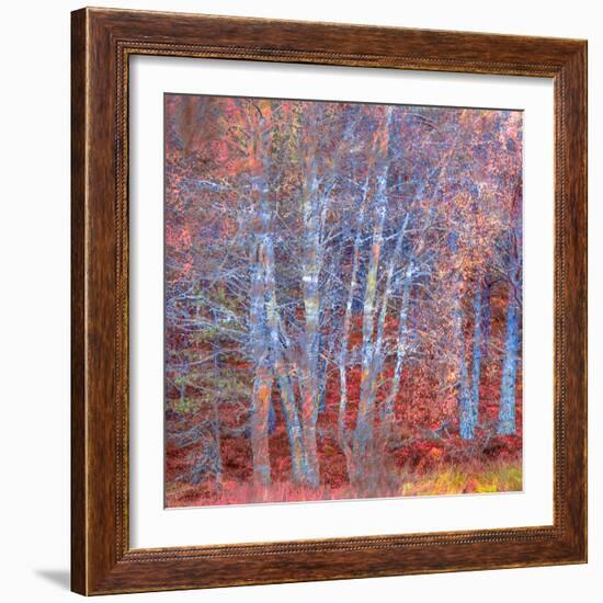 The Fire Forest-Doug Chinnery-Framed Photographic Print