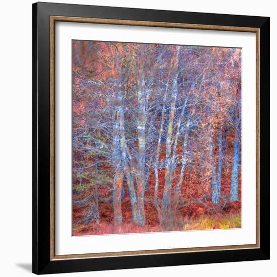 The Fire Forest-Doug Chinnery-Framed Photographic Print