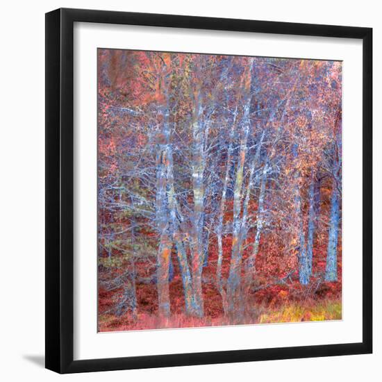 The Fire Forest-Doug Chinnery-Framed Photographic Print