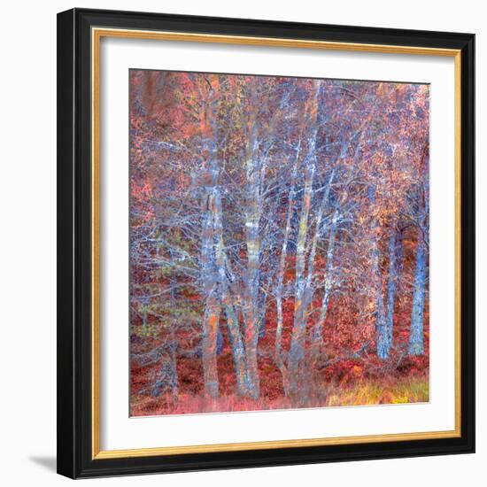 The Fire Forest-Doug Chinnery-Framed Photographic Print