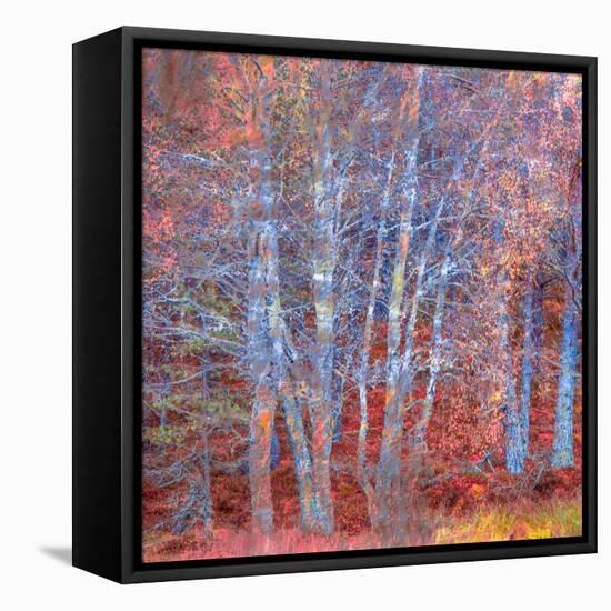 The Fire Forest-Doug Chinnery-Framed Premier Image Canvas