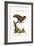 The First Black-Capped Lory, 1749-73-George Edwards-Framed Giclee Print