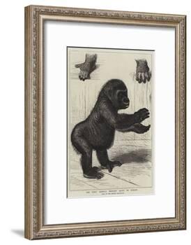 The First Gorilla Brought Alive to Europe-null-Framed Giclee Print