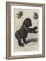 The First Gorilla Brought Alive to Europe-null-Framed Giclee Print