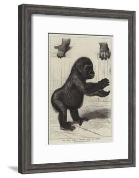 The First Gorilla Brought Alive to Europe-null-Framed Giclee Print