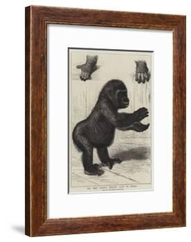 The First Gorilla Brought Alive to Europe-null-Framed Giclee Print