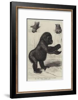 The First Gorilla Brought Alive to Europe-null-Framed Giclee Print