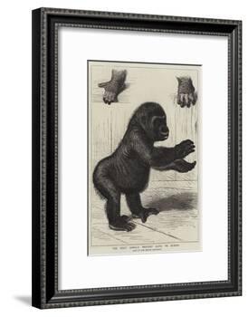 The First Gorilla Brought Alive to Europe-null-Framed Giclee Print