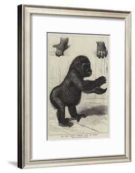 The First Gorilla Brought Alive to Europe-null-Framed Giclee Print