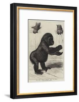 The First Gorilla Brought Alive to Europe-null-Framed Giclee Print