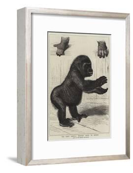 The First Gorilla Brought Alive to Europe-null-Framed Giclee Print
