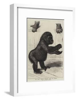 The First Gorilla Brought Alive to Europe-null-Framed Giclee Print