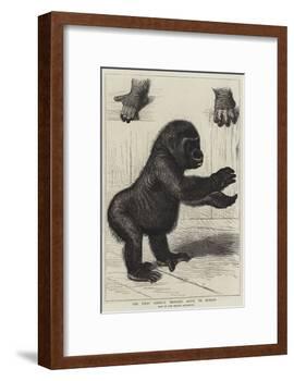 The First Gorilla Brought Alive to Europe-null-Framed Giclee Print