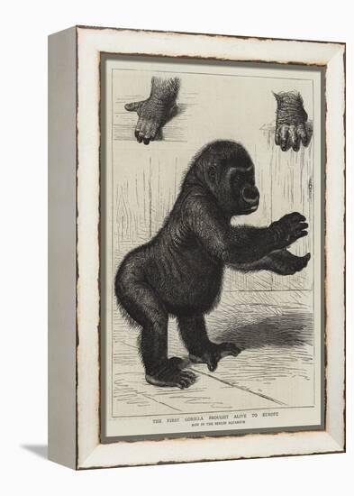 The First Gorilla Brought Alive to Europe-null-Framed Premier Image Canvas