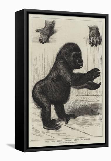 The First Gorilla Brought Alive to Europe-null-Framed Premier Image Canvas