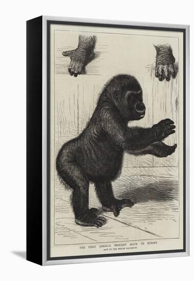 The First Gorilla Brought Alive to Europe-null-Framed Premier Image Canvas