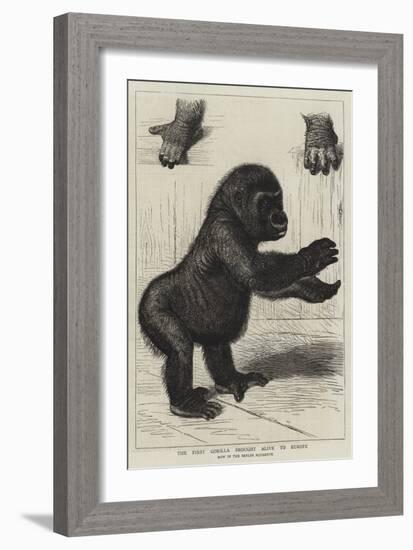 The First Gorilla Brought Alive to Europe-null-Framed Giclee Print