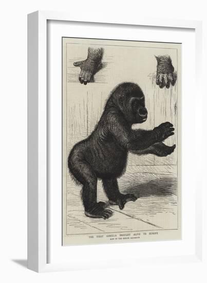 The First Gorilla Brought Alive to Europe-null-Framed Giclee Print