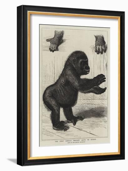 The First Gorilla Brought Alive to Europe-null-Framed Giclee Print