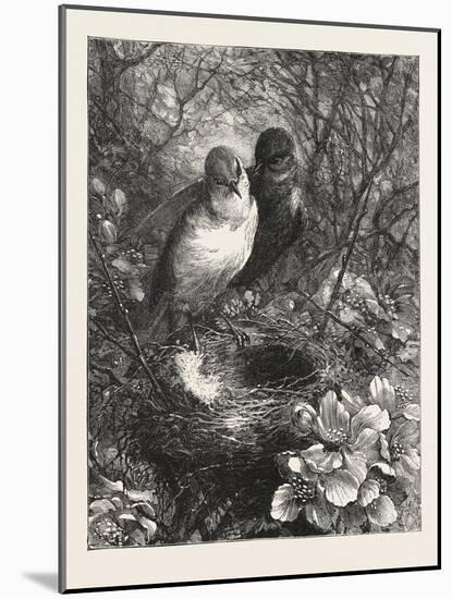 The First Nest, 1876, Bird, Birds, Spring, Nature-null-Mounted Giclee Print