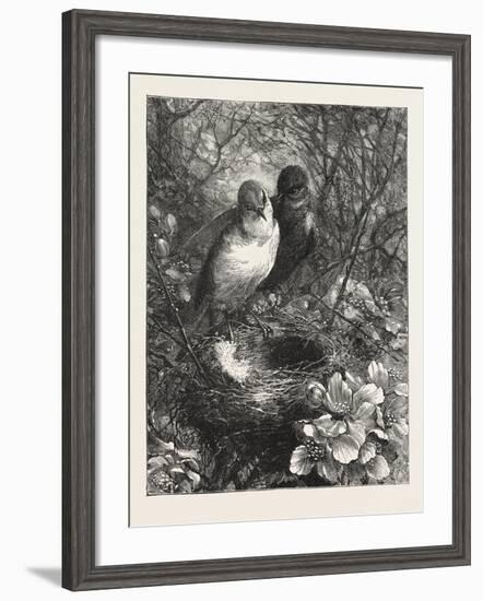 The First Nest, 1876, Bird, Birds, Spring, Nature-null-Framed Giclee Print