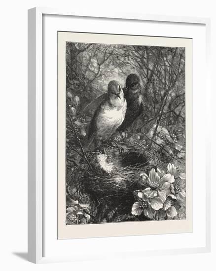 The First Nest, 1876, Bird, Birds, Spring, Nature-null-Framed Giclee Print