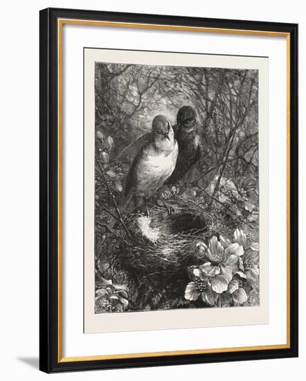 The First Nest, 1876, Bird, Birds, Spring, Nature-null-Framed Giclee Print