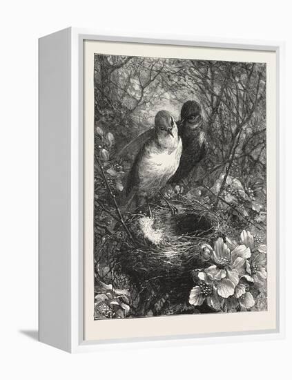 The First Nest, 1876, Bird, Birds, Spring, Nature-null-Framed Premier Image Canvas