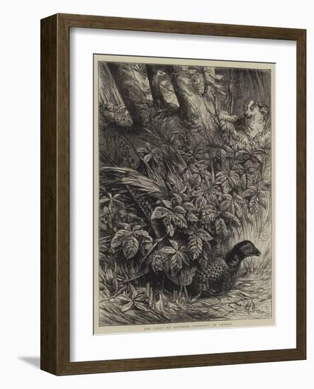 The First of October, Pheasant in Covert-Harrison William Weir-Framed Giclee Print