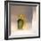 The First Primrose-Valda Bailey-Framed Photographic Print