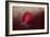 The First Red Rose-Jai Johnson-Framed Giclee Print