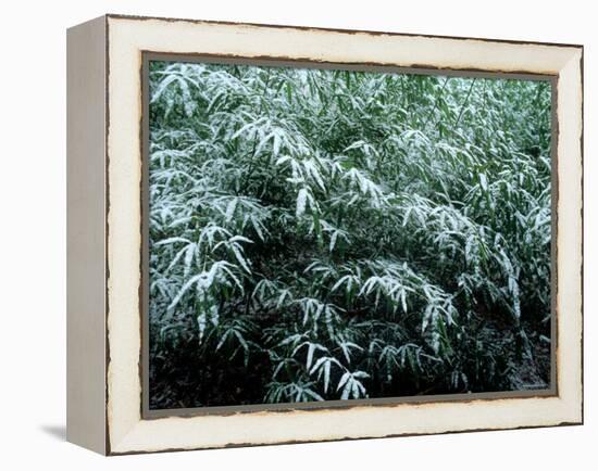 The First Snow Covers Bamboo, Nikko, Tochigi, Japan-null-Framed Premier Image Canvas