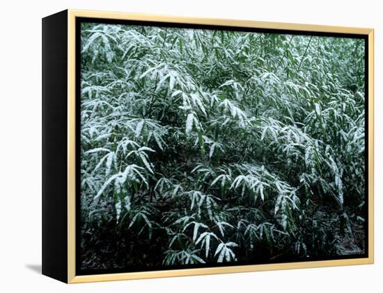 The First Snow Covers Bamboo, Nikko, Tochigi, Japan-null-Framed Premier Image Canvas