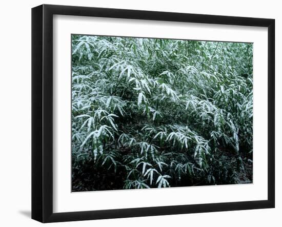 The First Snow Covers Bamboo, Nikko, Tochigi, Japan-null-Framed Photographic Print